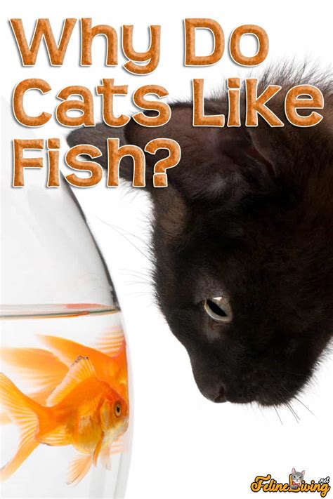 Why Do Cats Like Fish .